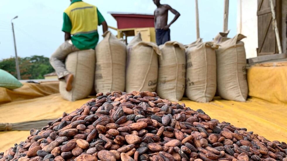 Le prix du cacao en Côte d’Ivoire atteint un niveau record